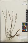 Foto von Salix repens subsp. incubacea (L.) A. Neumann